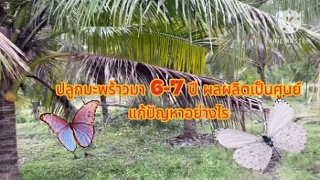 มะพร้าวปลูกมา 6-7 ปี แล้ว ผลผลิตเป็นศูนย์แก้ปัญหาแบบอินทรีย์อย่างไร หาคำตอบให้ผมที