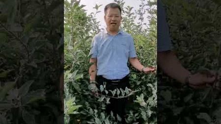 a妃苹果苗，有想种植的朋友评论区留言，点点关注！