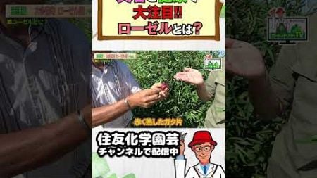 美容と健康で大注目！！工藤さんのローゼル畑（ハーブのまち大多喜町）～ガーデンドクターTV139 #美容 #健康 #ハーブ #ローゼル