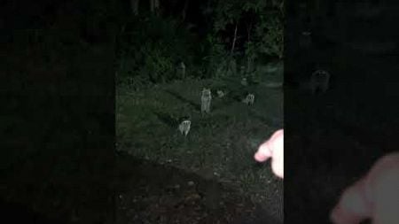 Funny Meeting With Group of Raccoons