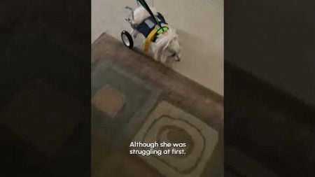 Dog Gets Wheelchair To Help Him Move Again