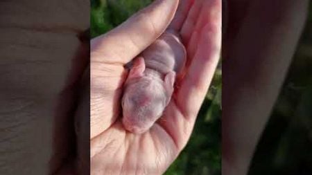 Little baby ❤️ Bunnies ❤️ #bunnies #bunny #kaninchen #liebe #haustiere #animals