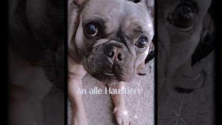 An alle Haustiere #puppy #frechbulldog #bulldog #funnydog #frenchie #pets