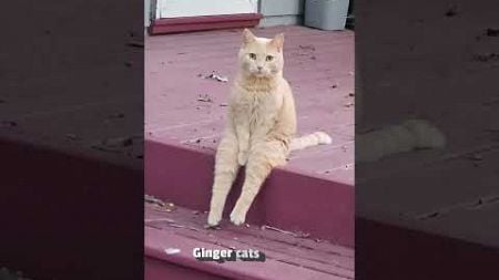 Curious Cat Sits Like A Human On Porch