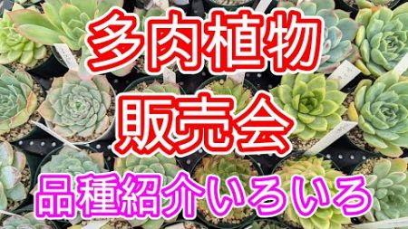 【多肉植物】【販売会】多肉植物販売します。品種紹介見るだけでも楽しめます。