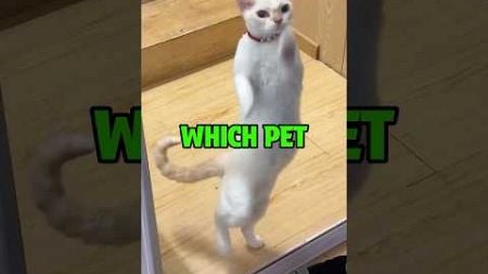 Which Pet?