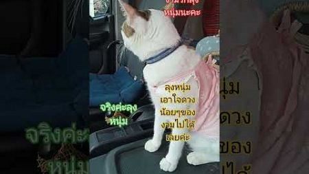 รักลุงหนุ่มที่สุดค่ะ #แมวชื่อนางงาม #cat #shortsfeed #สัตว์เลี้ยง #หนุ่มกรรชัย