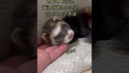 眠りこけてるフェレットがかわいすぎた#ferret #フェレット #ペット #おもしろ #動物 #animals #癒し