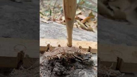 Traditional survival skills: Bow drill fire making demonstration #outdoors #survival #craft