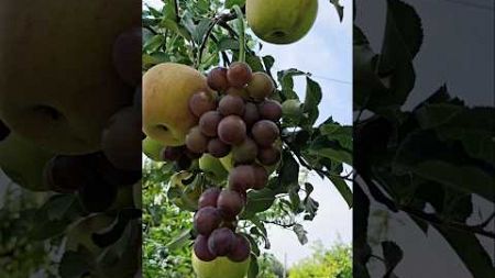 Grape and apple grafting technologyㆍブドウとリンゴの融合技術ㆍTeknologi anggur dan apel grafting