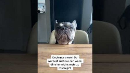 Unterhaltung zwischen Mama und Morty😂🤯 #bulldog #frenchbulldog #frenchie