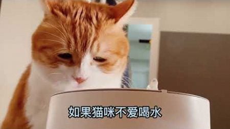 猫咪为什么会便秘#萌宠 #猫 #宠物知识