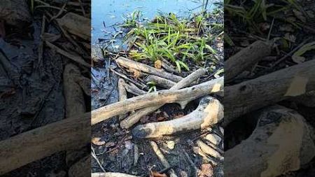 water levels rising #maine #beaver #environment #ecosystem #nature #wildlife #countrylife #natural