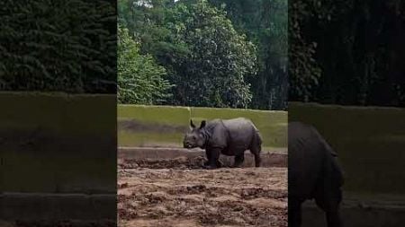 rhino in zoo#wildlife #patna #bihar #environment