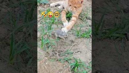 cat shorts video 😅📸 #shorts #funny #cat #kittencomedy #catfunny #cute #video