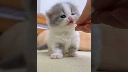 Cute animal kitten 😻💕 #cat #kitten #cute #pets #meow #shorts #videos