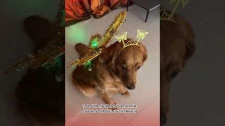 Sen cosplay cho Lu và cái kết 😂😂 #pets #thucung #funny #viralvideo #haihuoc #giaitri #animals #cute