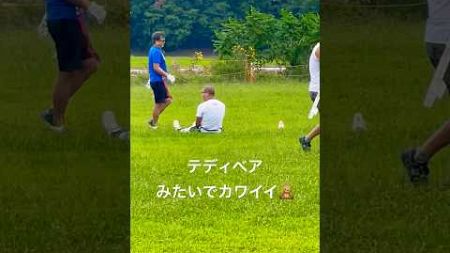 名門 #flagfootball #americanfootball #olympics #アメフト#フラッグフットボール