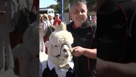 Excited King Charles fans and Hephner the alpaca descend on Canberra to meet royalty | ABC News