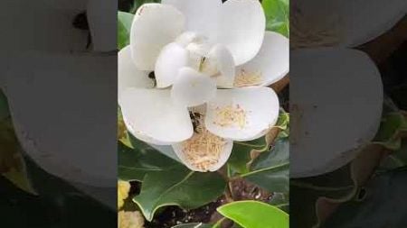 Bees Love Dancing On Top Of Flower Petal