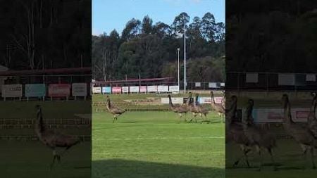 Hilarious Pack Of Emus Crash Australian Football Match