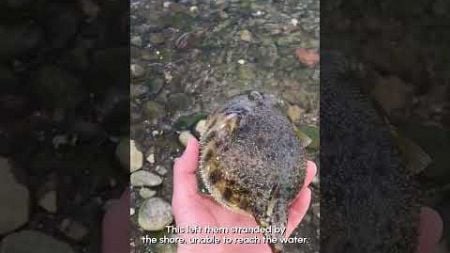 Passerby Rescues Pufferfish Stuck On Sand