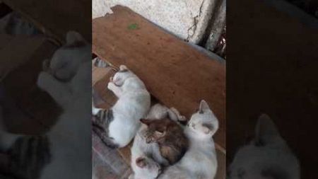 Quatre chatons errants, celui du milieu est super agité ne veut pas faire sa sieste..envie de bouger