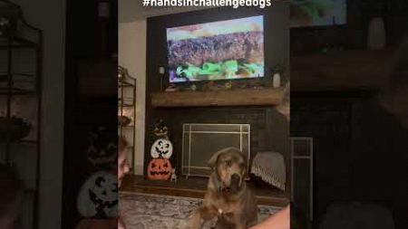 Our dog, Charlie did the hands in trend! 🐶 #handsintrend #dogshandsintrend