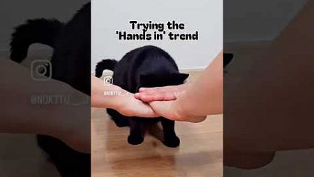 Black Cat Trying The Hands In Trend