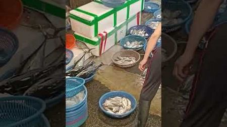 Seafood auction, caught at same day, 海鮮 海魚 大拍賣 坎仔頂 基隆魚市場 fresh seafood, fish market