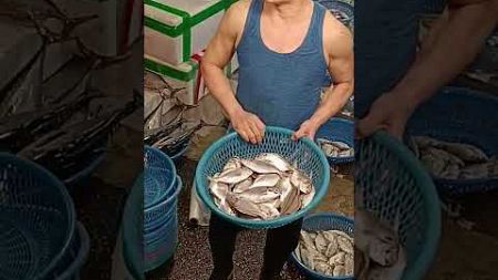 Seafood auction, caught at same day, 海鮮 海魚 大拍賣 坎仔頂 基隆魚市場 fresh seafood, fish market