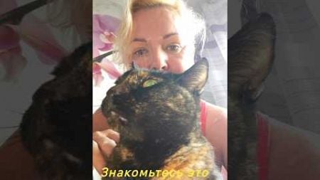 Кошка смешные моменты, домашние питомцы, милые кошки. Имена кошек.