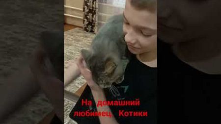 Домашние питомцы. Котики.