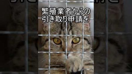 ペットショップで売れ残った子たちはどうなるのか? #雑学 #謎 #犬 #猫 #ペット