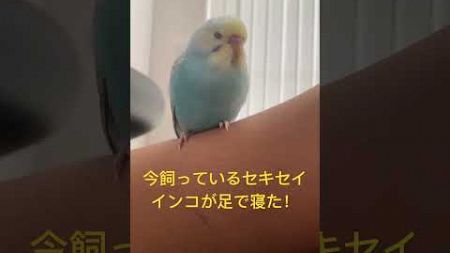 足で寝た！#ペット#セキセイインコのいる暮らし