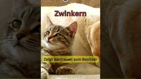 6.Zwinkern – Wohlbefinden und Vertrauen #shorts #liebe #hunde #hundeliebe