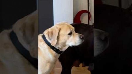 Probiert es bei eurem Hund aus 😂 #haustiere #tiere #hundeliebe #hundevideos #shorts #labrador