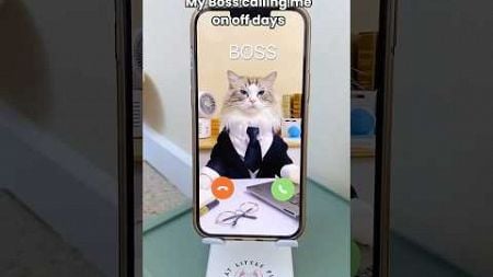 Funny cats #funnycat #funny #cat #pets #catlover #funnycats #bossboundary #craftypuff