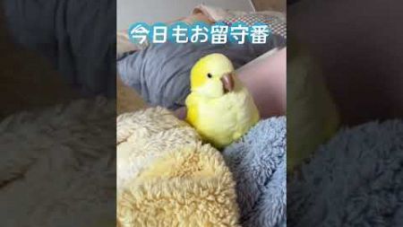 今日も#お留守番 #寂しい #オキナインコ #インコの日常 🦜