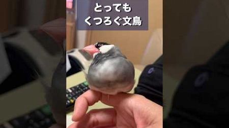 【文鳥】指の上でくつろぐ文鳥　#bird #ペット R6.10.27