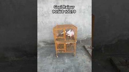 Kabutar For Sale🕊️ Udan di guarantee aa🔥 #shorts #kabootar #pigeon #kabutar #petsvlog #punjab