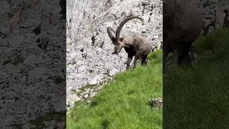 Wunderschöner Steinbock🫶frische Alpenkräuter am essen🥰mein Kanal🍀Bergwelt Schweiz🇨🇭💫😊🇨🇭