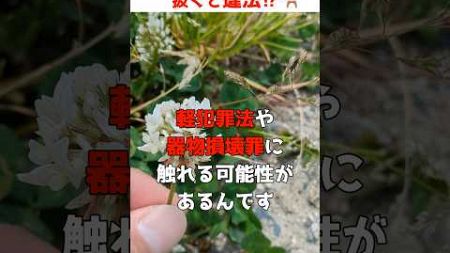 草花と法律①【シロツメクサの冠が器物損壊罪に⁉】