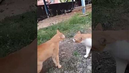 Hewan Lucu 😆 Video Kucing Terlucu dan Bikin Ngakak 50 #trending #hewan #viralvideo #shorts #kucing