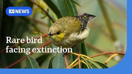 Forty-spotted pardalote edges closer to extinction | ABC News