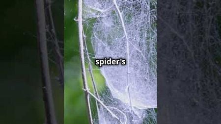 The Unique Web Designs of Orb-Weaver Spiders! #OrbWeaver #WebDesigns