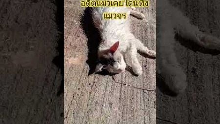 #cat #cat #สุขภาพแมว