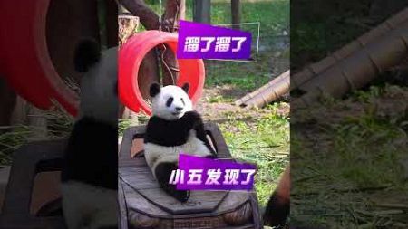 莽仔不小心弄坏了小五的汽车，小五发现了直接躺地上又嚎又哭的 #panda #pandafushun #cute #adorablepanda #funny #cutepanda #pandalife