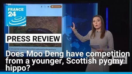 Does Moo Deng have competition from a younger, Scottish pygmy hippo? • FRANCE 24 English