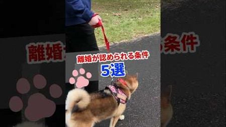 Q.離婚が認められる5つの条件は？ #shorts #柴犬 #法律